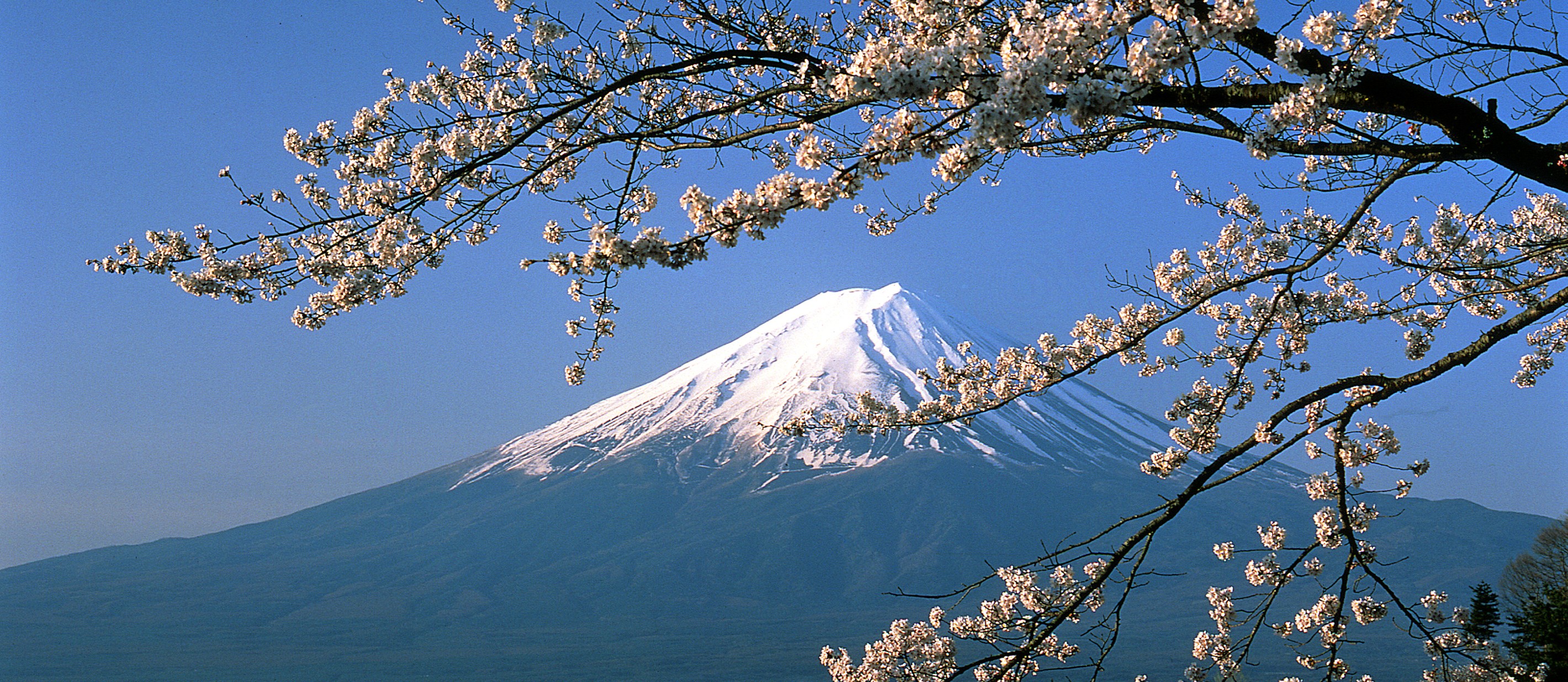 Aya fujii