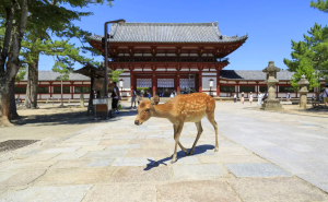 Nara