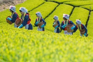 Tea Farm